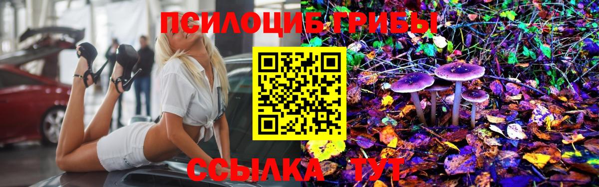Каменка  Псилоцибиновые грибы Psilocybe  Вход с VPN 